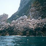 028_capri